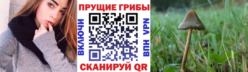 хочу Саяногорск Галлюциногенные грибы Cubensis